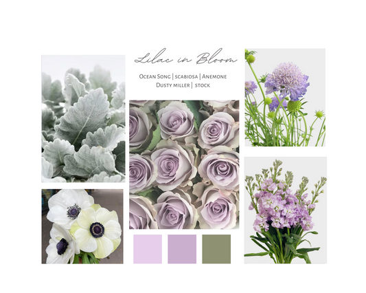 Blooms Palette: Lilac in Bloom